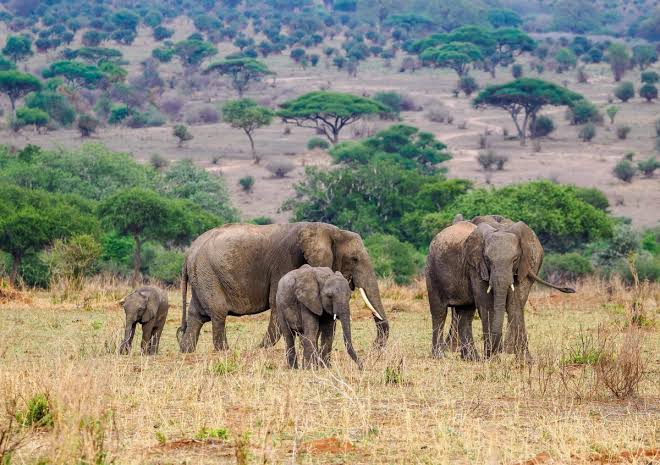 Tarangire National Park