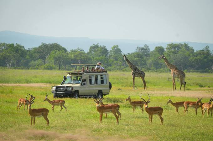Mikumi National Park