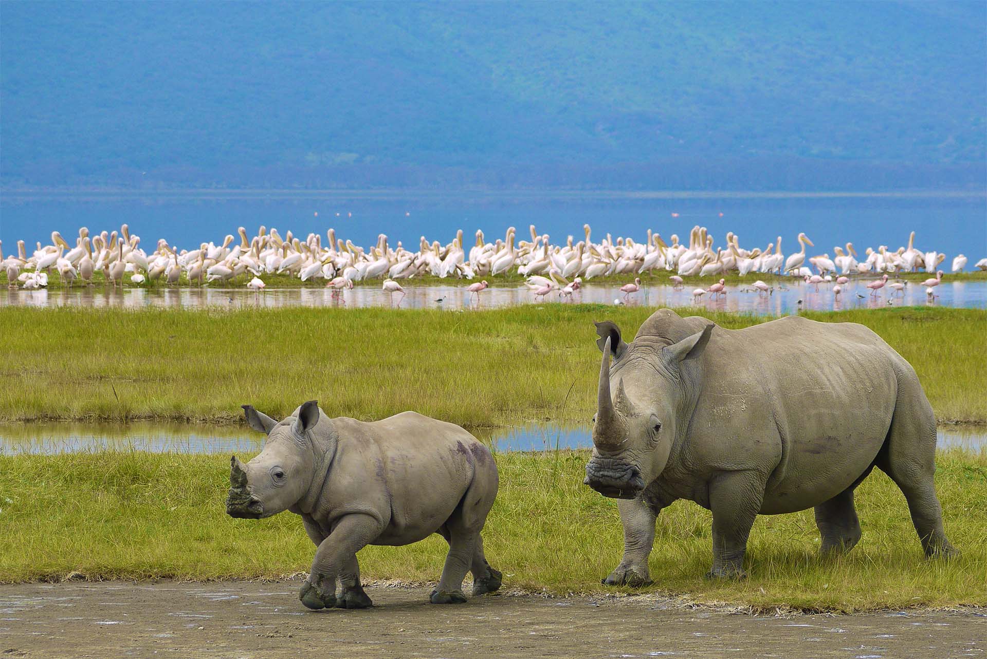 Tanzania Safari Wilderness
