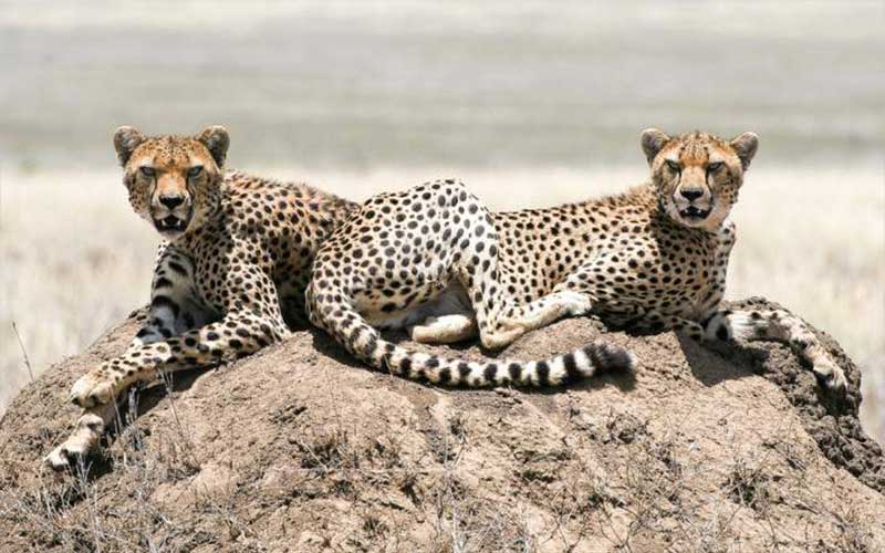 Northern Circuit Safaris
