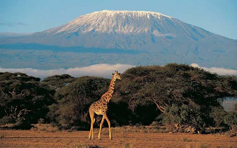 Kilimanjaro