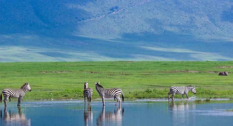 Wildlife in Ngorongoro