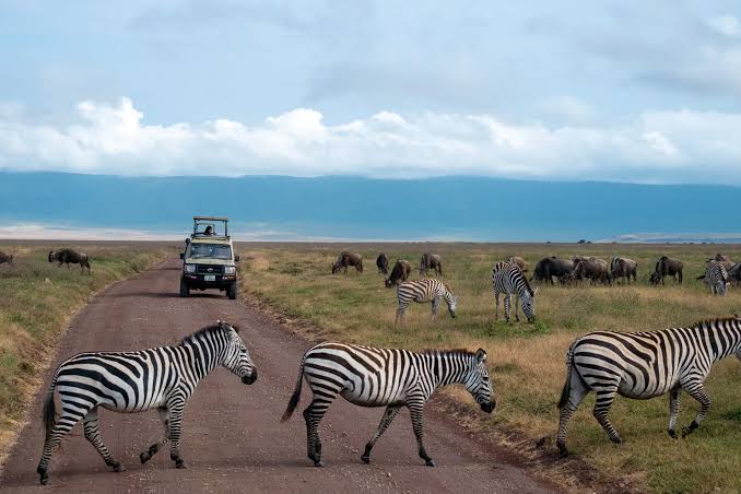 Game drive in Ngorongoro Crater