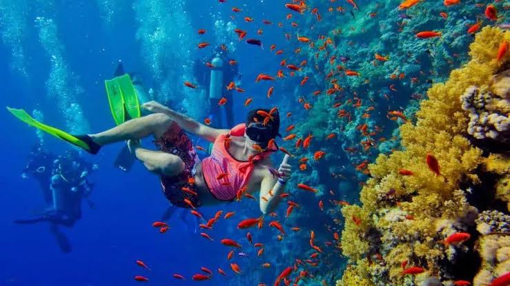 Zanzibar underwater world