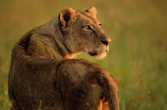Why Tanzania Should Be Your Next Safari Destination