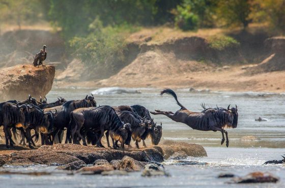The Best Time to Visit Tanzania for an Unforgettable Safari