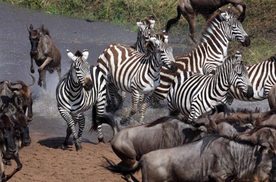 8-Day Tanzania Peak Season Safari (July – October)