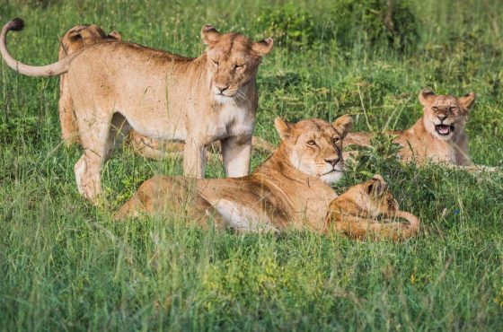 6-Day Tanzania Green Season Escape (March – May)