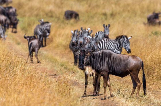 7-Day Tanzania Transition Season Safari (May – June)