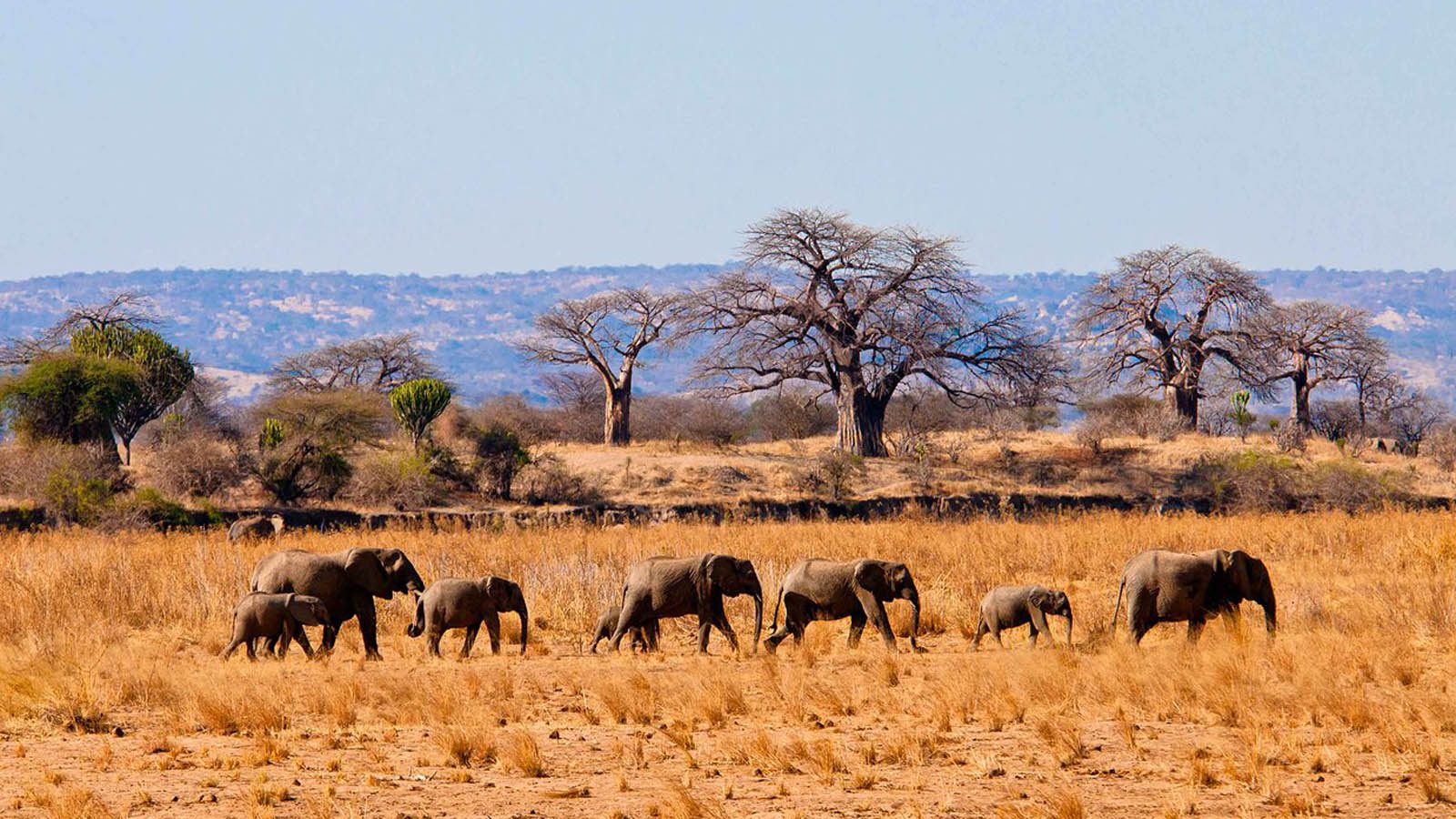 Tarangire habitats