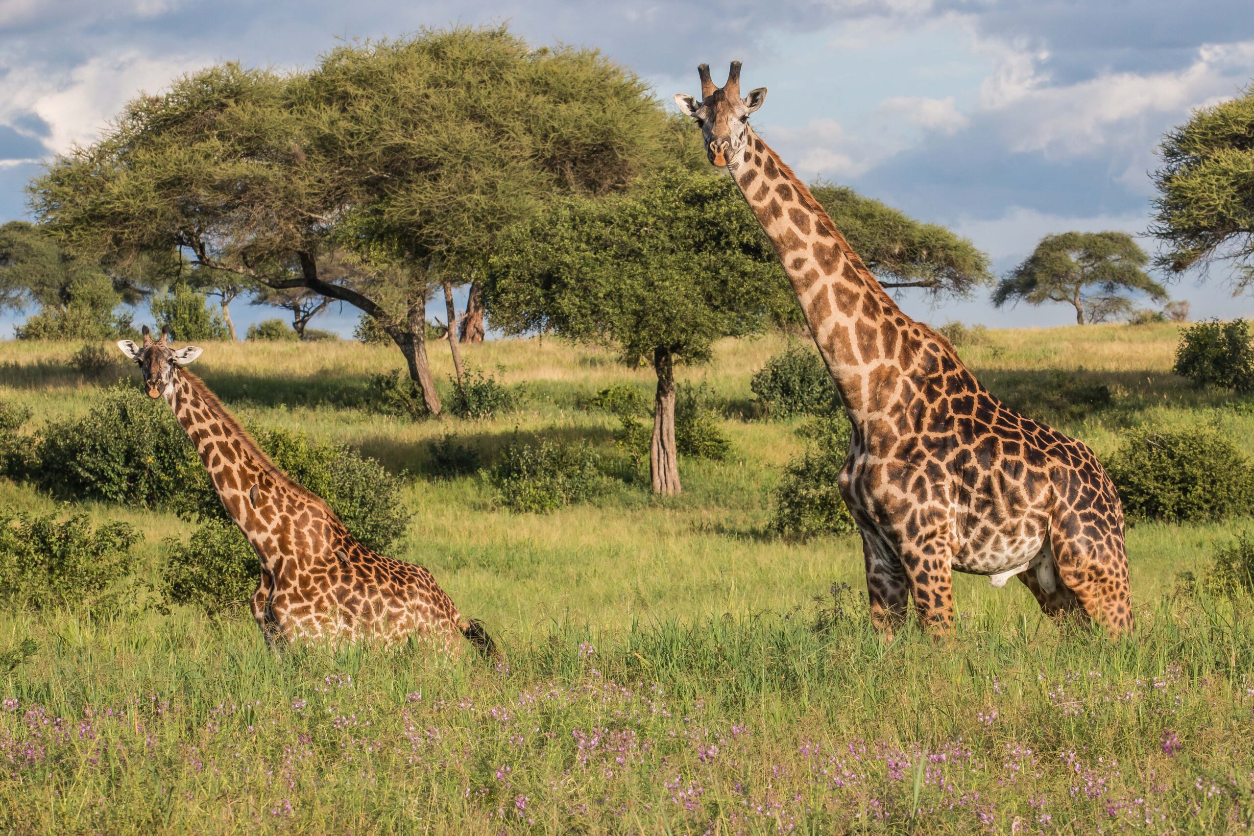 Safari activities in Tarangire