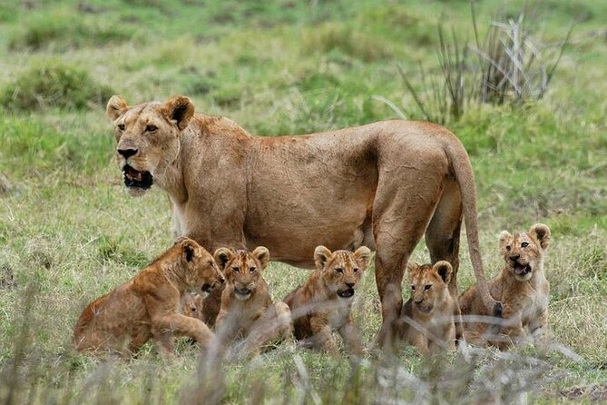 Mikumi safari game drive