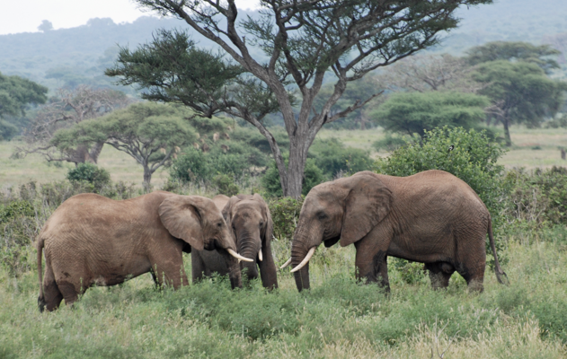 Elephants in Lake Manyara forest
