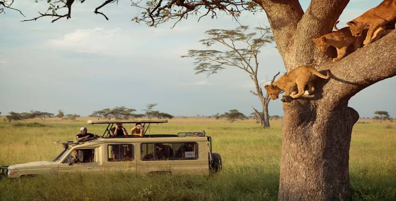 Safari game drive in Serengeti