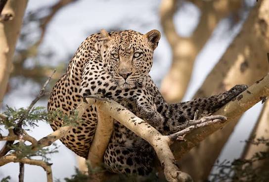 Wildlife photography in Serengeti