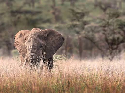 Tarangire National Park wildlife