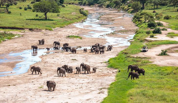 Tarangire game drive