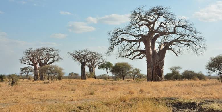Ancient baobab trees in Tarangire