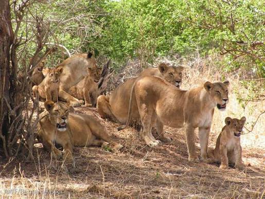 Wildlife in Tarangire National Park