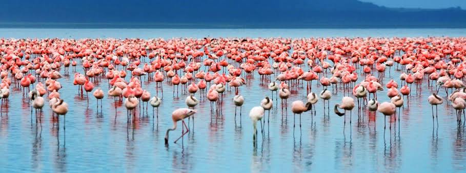 Birdlife around Lake Manyara