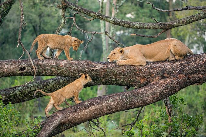 Tree-climbing lion in Lake Manyara