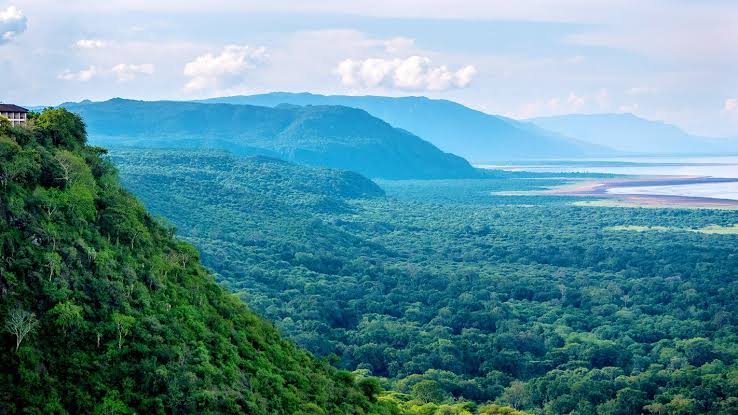 Lake Manyara Tree Top Walkway