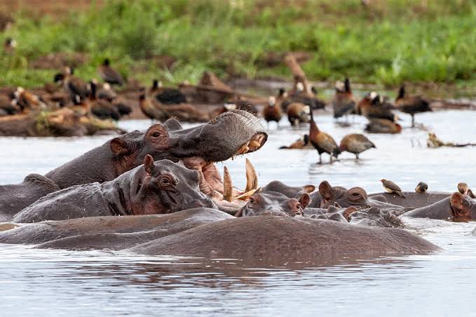 Lake Manyara scenic safari