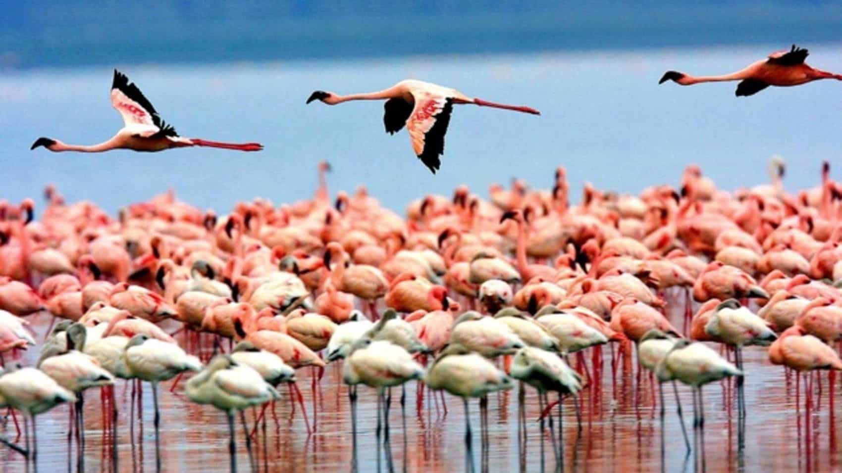 Lake Manyara wildlife