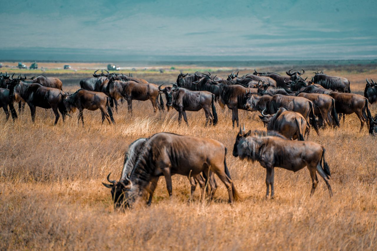 Wildlife in Serengeti National Park