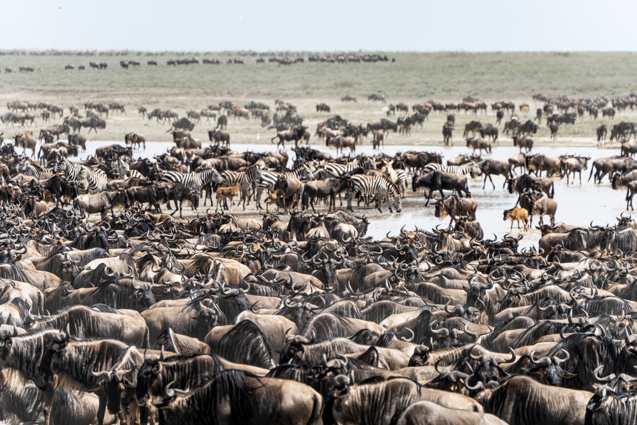 Wildebeest migration in Serengeti