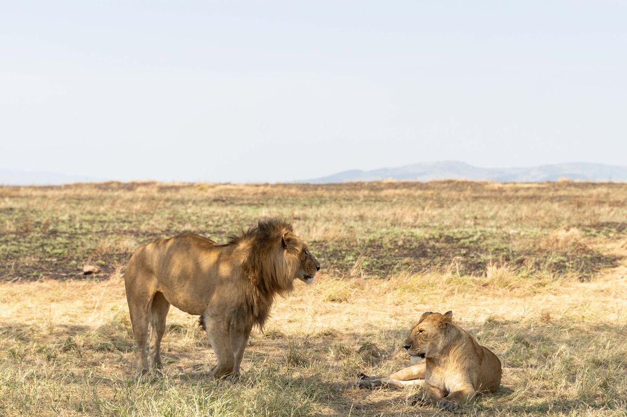 Elephants on the Serengeti plains
